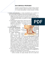 Plexo Cervical Profundo y Nervio Frenico