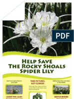 About The Rocky Shoals Spider Lily