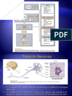 Tessuto Nervoso PDF