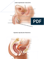 Aparato Reproductor Masculino