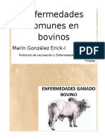 Enfermedades Comunes en Bovinos