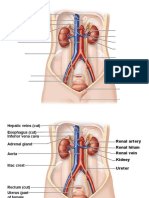 Renal Anatomy