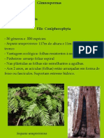 Biologia PPT - Botânica - Gimnospermas 02