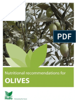 Olive Booklet PDF