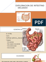 Intestino Delgado