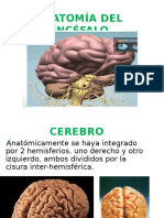 1 Anatomia Del Cerebro