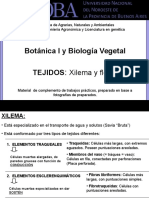 Xilema y Floema