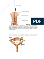 Huesos de La Columna Vertebral