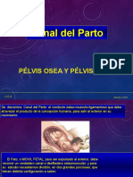 Canal Del Parto