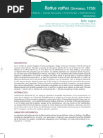 Rattus Rattus