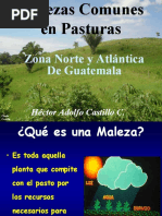 Malezas de La Zona Norte y Atlántica Guatemala