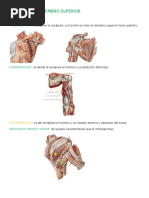 Musculos Del Miembro Superior