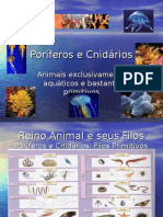 Poriferos e Cnidarios