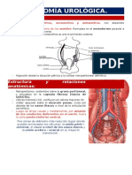 Anatomía Urológica.