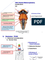 D. Brainstem: PONS (Ventral Metencephalon) 1. External Consideration A. Ventral View