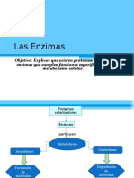 Las Enzimas