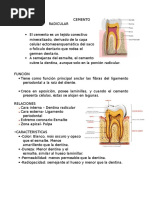 Cemento Radicular