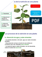 Nutricion de Las Plantas