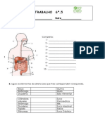 Ficha Trabalho CN6º Sistema Digestivo Humano