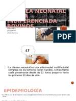 Diarrea Neonatal Aguda Indiferenciada - Bovinos