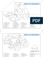 Brodmann Final