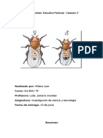 La Mosca de La Fruta