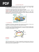 El Ciclo Celular