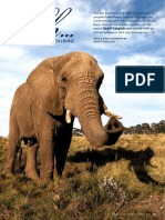 Animal Whisperer PDF