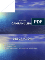 17 Campanulidas