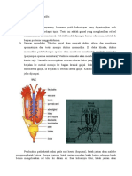 Sistem Reproduksi Pada Amfibi