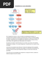 Diagrama Del Flujo Sanguineo