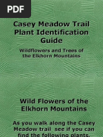 Casey Meadow Trail Plant Identification Guide