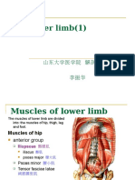 The Lower Limb