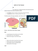 Parts of The Tongue