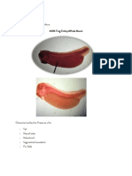 Embryo Lab Exercise 4