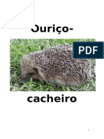 Ouriço Cacheiro