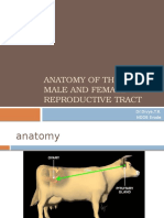 Anatomy Male and Female