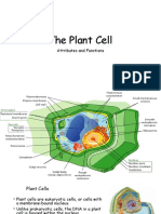 The Plant Cell