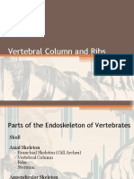 Vertebral Column and Ribs