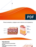 Hipo Dermis