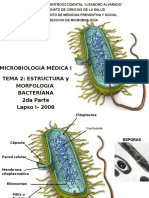 Estructura y Morfologia Bac