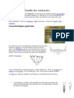 Asteracee PDF