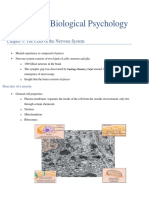 Summary Biological Psychology