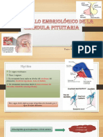 Desarrollo Embriológico de La Hipofisis