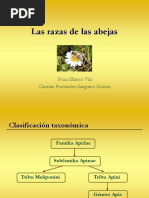 Razas de Abejas