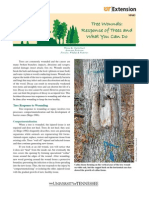 Tree Wounds Response of Trees and What You Can Do