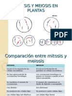 Mitosis y Meiosis en Plantas