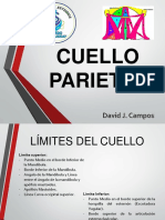 Cuello Parietal - 2da Clase