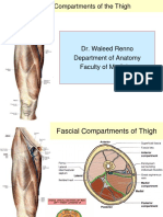 2013 - Lower Limb-Fascial Compartments of Thigh - Student Version