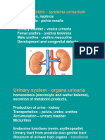 Sistemul Urinar